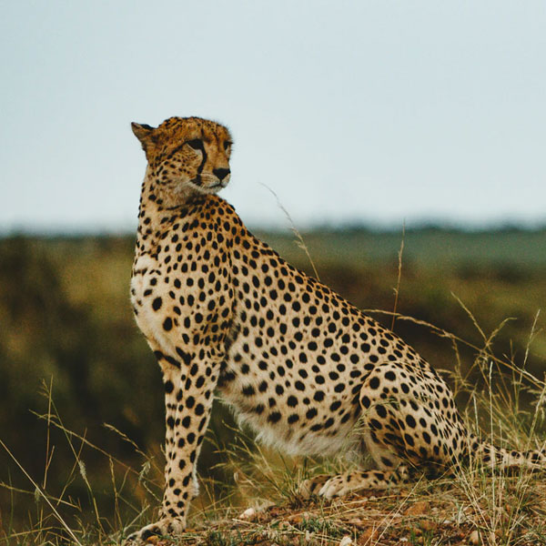 Cheetah
