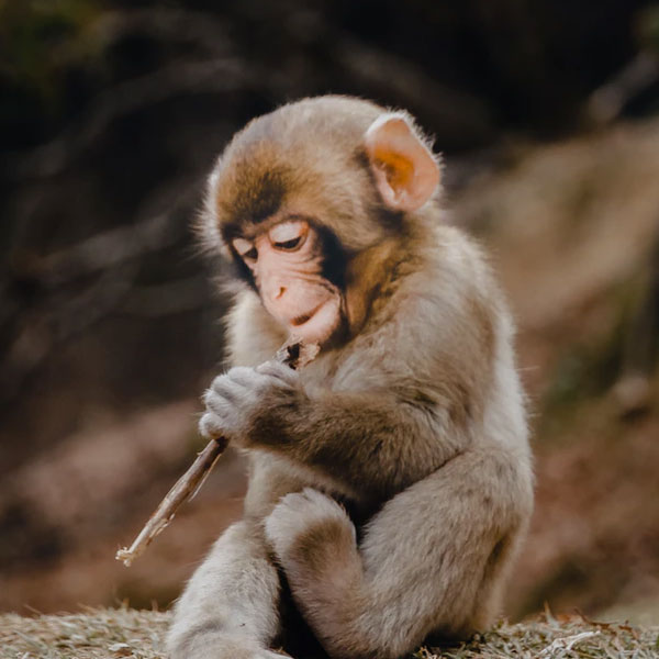 Monkey