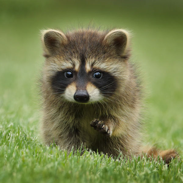 Racoon