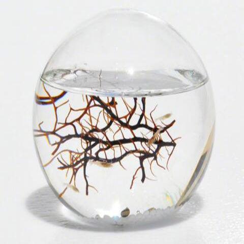 EcoSphere: Closed Aquatic Ecosystem