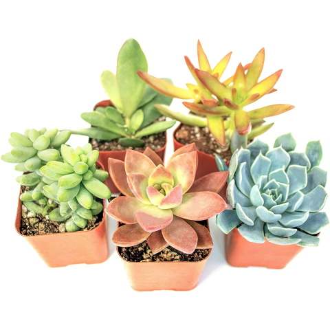 Fully Rooted Succulent Plants (5 Pack)