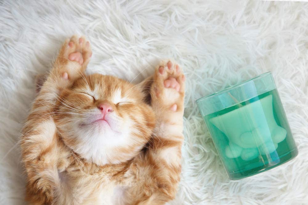 Cat Paw Candle