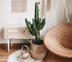 Representative image for Aesthetic gifts section