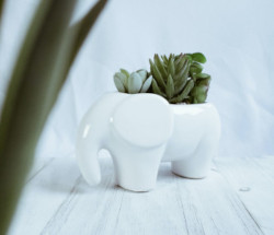 Representative image for White Elephant gifts section