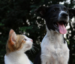 Representative image for Pets gifts section